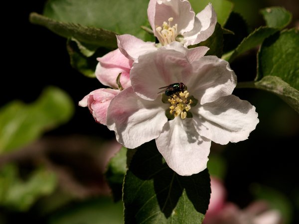 Apple flower and fly