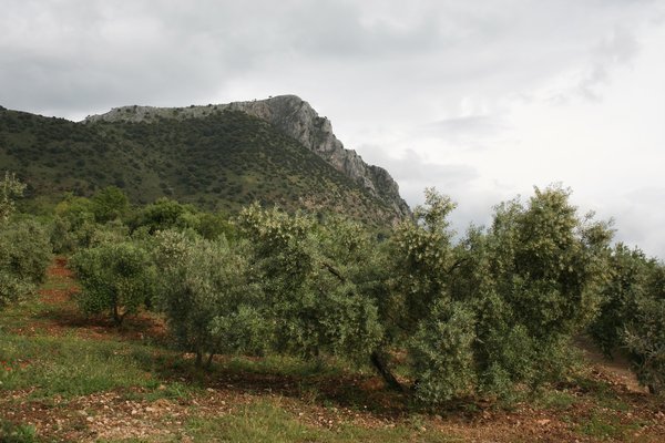 Spanish olive grove