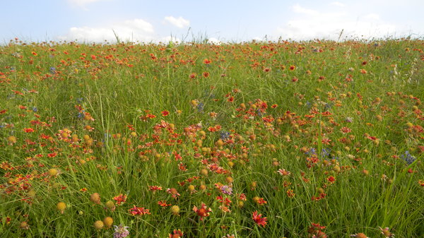Texas Prairie: Some wildflowers (red blanket-flower, and bluebonnets) somewhere between Waco and Mexia, Texas.
