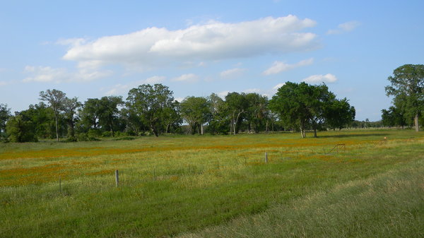 Texas Prairie