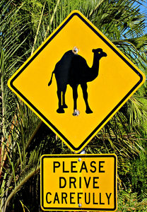 cuidados de camelo