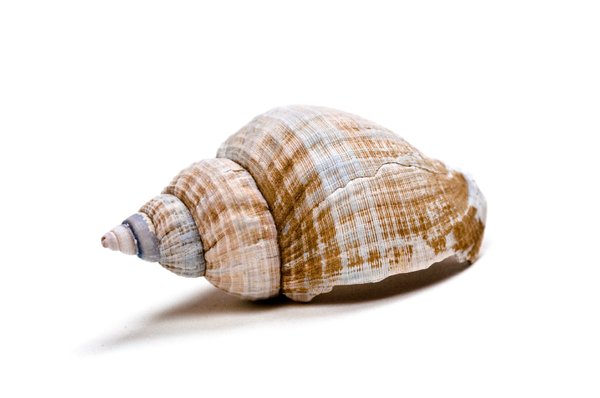 Seashell: A regular seashell found at the beach.