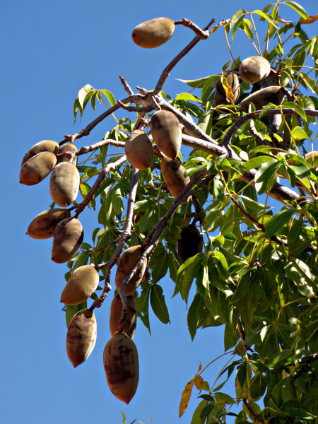 Boab bloom & nuts