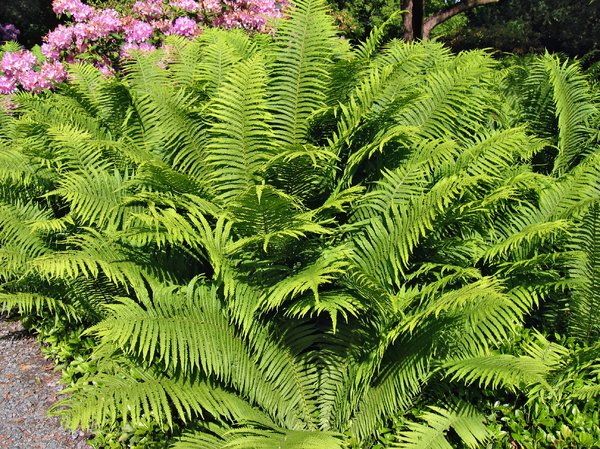 large fern bush