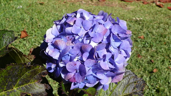 Beautiful lilac flower