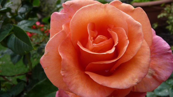 Rosas de veludo cor de rosa: 