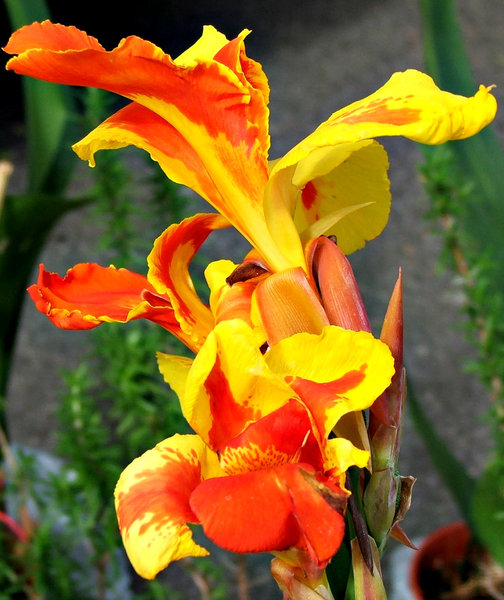 fiery flower1: brilliantly coloured garden flower