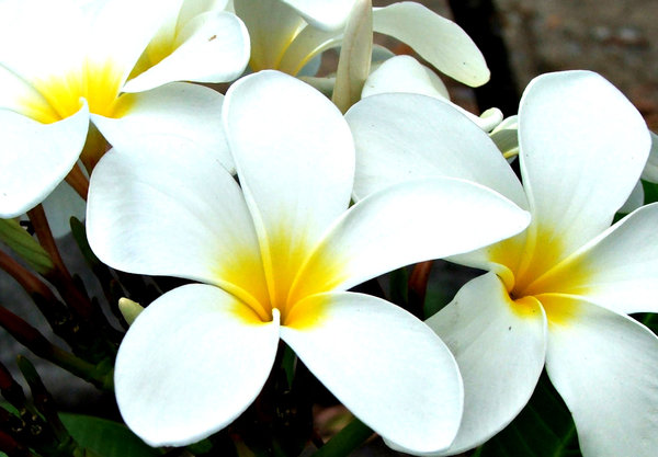 frangipani white2