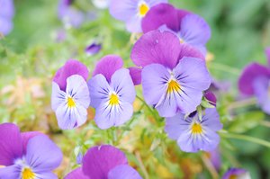 garden: purple violets