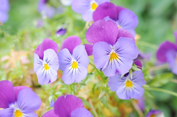 garden: purple violets