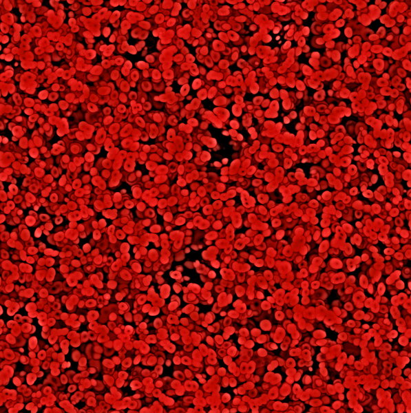 rode bloedcellen 2: 