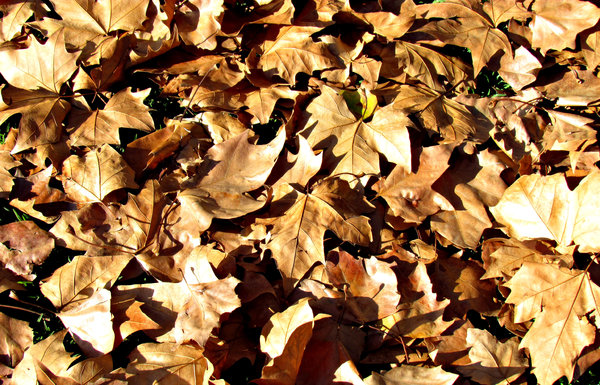 autumn carpet2