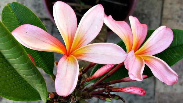 frangipani pink5