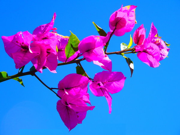 Pink Bougainvillea: A branch of pink bougainvillea contrasted against the sky. Beautiful colours.