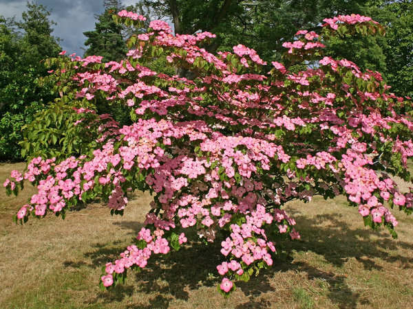 Pink shrub