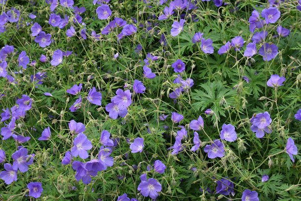 Blue geraniums