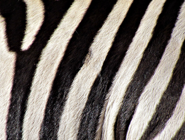 black & white stripes1