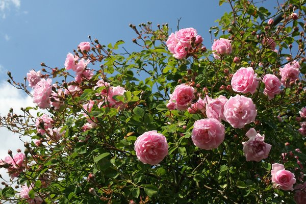 różowe róże: 