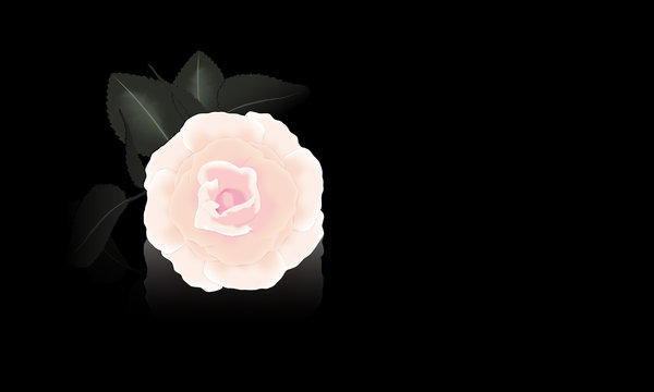 Wallpaper Rose