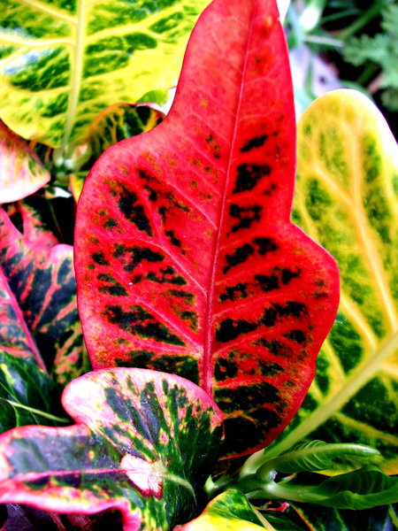 foliage colour3