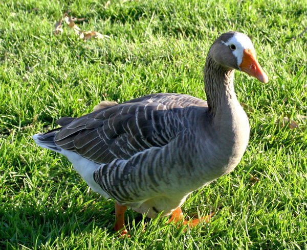 Female Pilgrim Goose