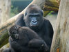 madre y el bebé gorila