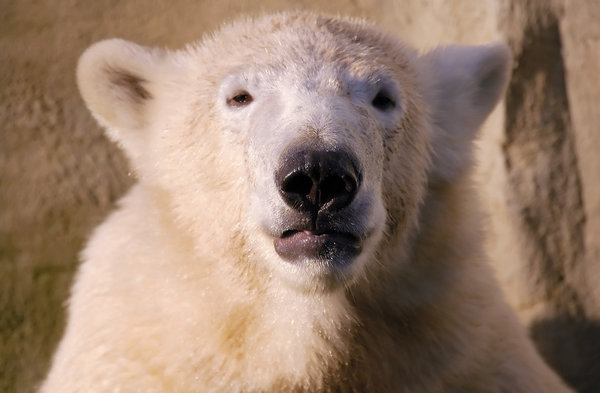 Polar Bear: Polar Bear spotted in Ouwehands Dierenpark Netherlands