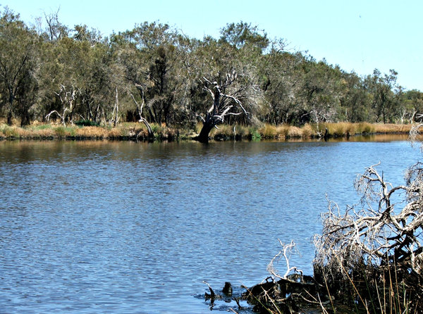 tranquil bush lake