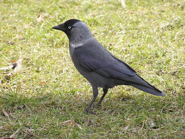 Jackdaw