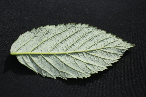 Silvery Leaf