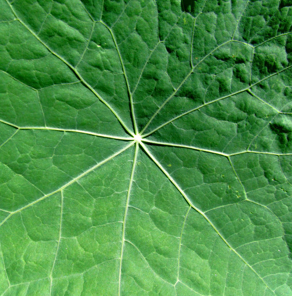 nasturtium leaves