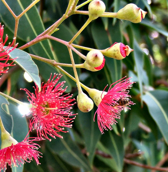 red gumtree blossoms & buds