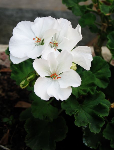 white pelargonium