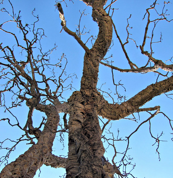 twisted cork tree branches