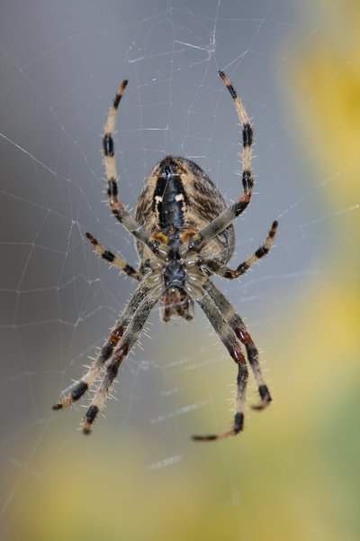 Posterior spider 2