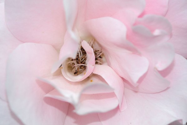 Soft pink flower texture