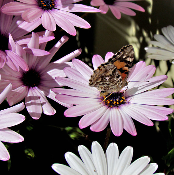 butterfly and daisy