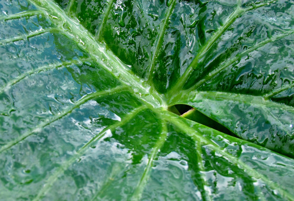 rain drenched leaf