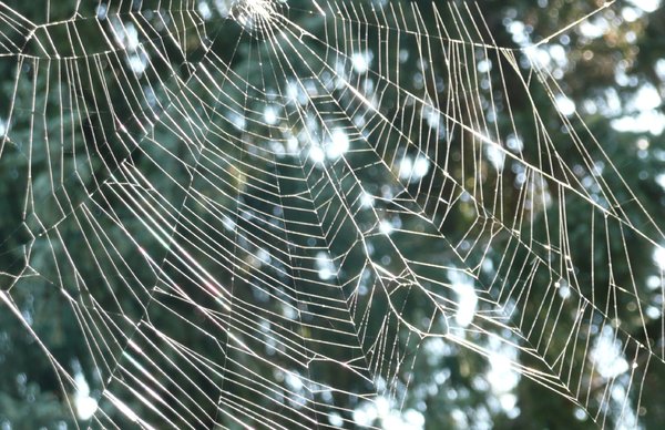 Spider Web: Spider web in autumn