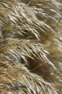 Feather like plant 2: Feather like plant (Pampas grass)