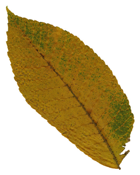 Leaf 27