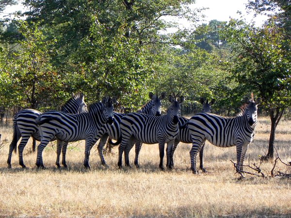 Zebras: 