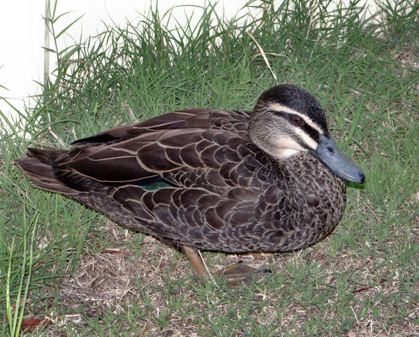 wild duck visitor2
