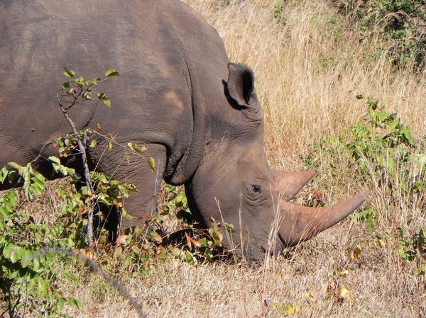 rhino in wilderness