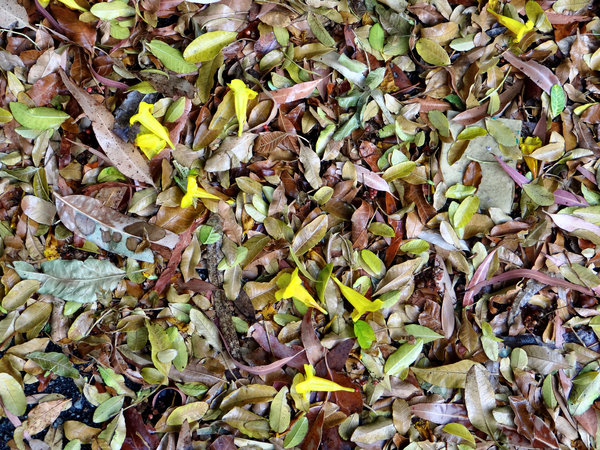 wet autumn garden carpet2
