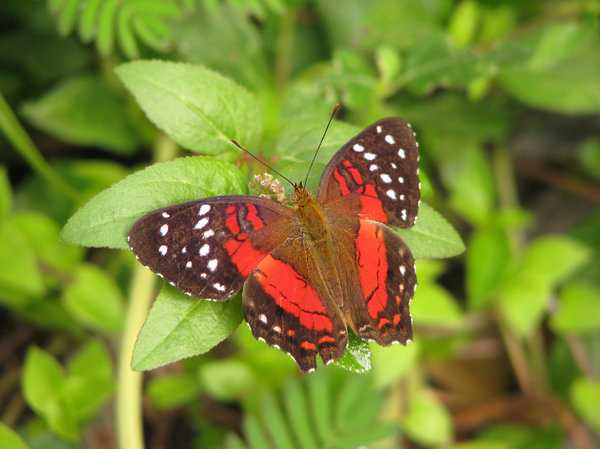 Scarlet Peacock Butterfly
