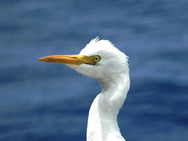 Pensive Egret