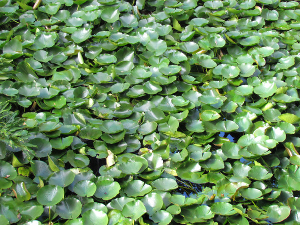 crowded lilly pad
