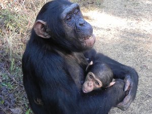 chimpanzés em Zâmbia: 