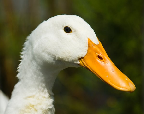 Quack_Quack